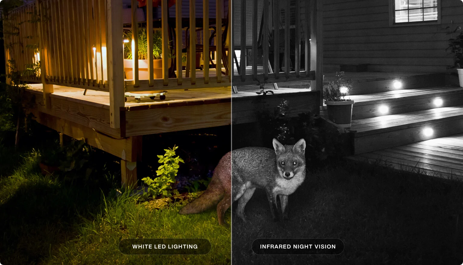 A fox is seen with white LED lighting and Infared Night Vision. 