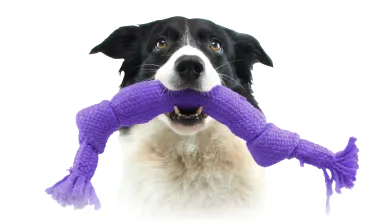 A black and white dog carrying a TELUS purple chew toy in its mouth.