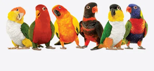 Six multicoloured parrots standing in a row.