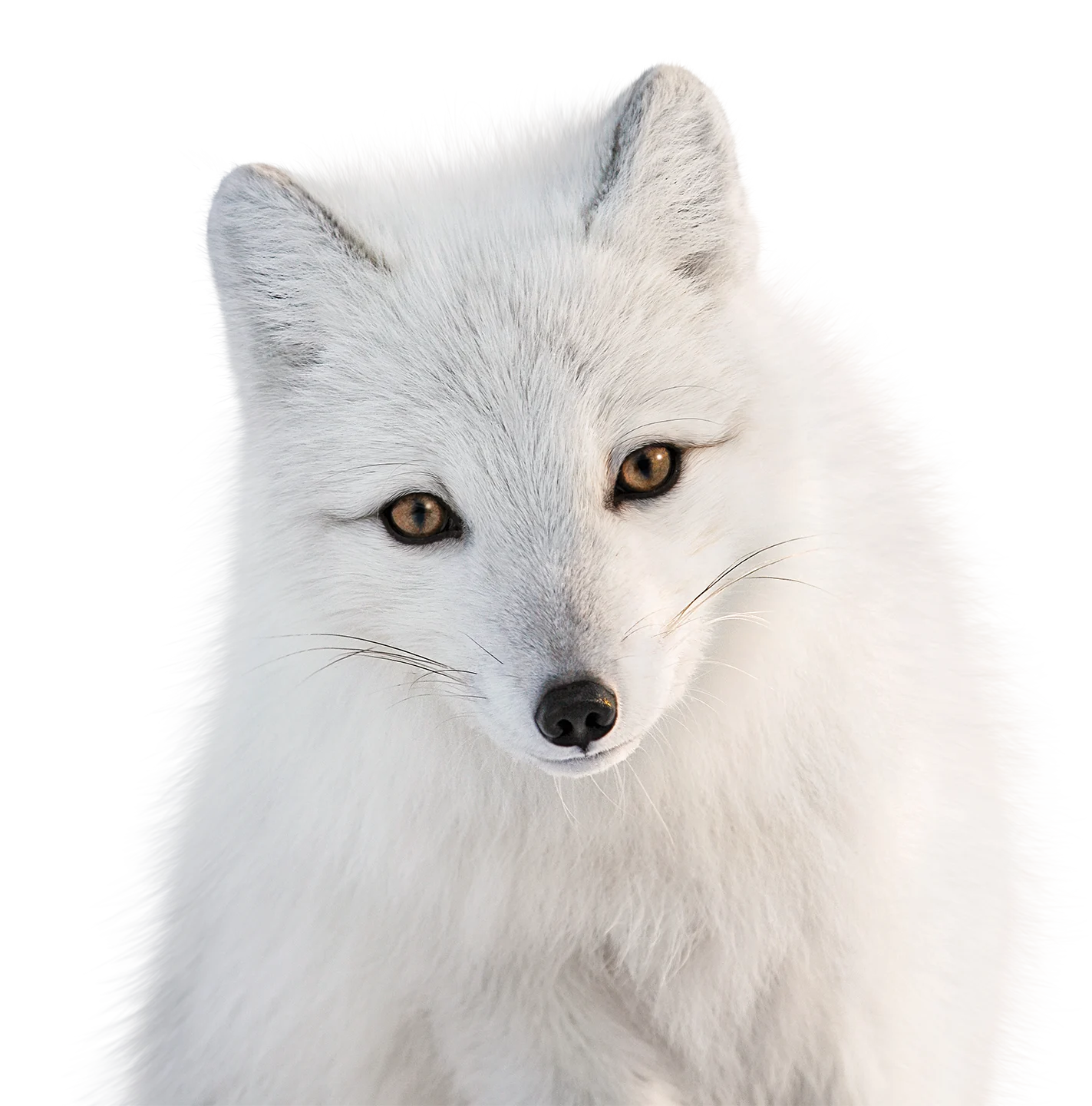 Snowy owl next to the 2025 at a glance financial summary