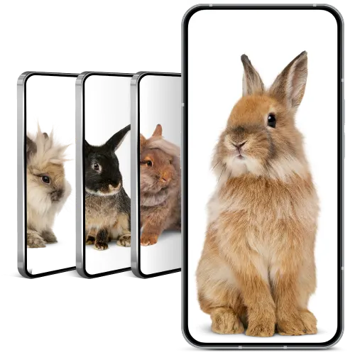 Row of smartphones with the front phone displaying an image of a brown mini horse.