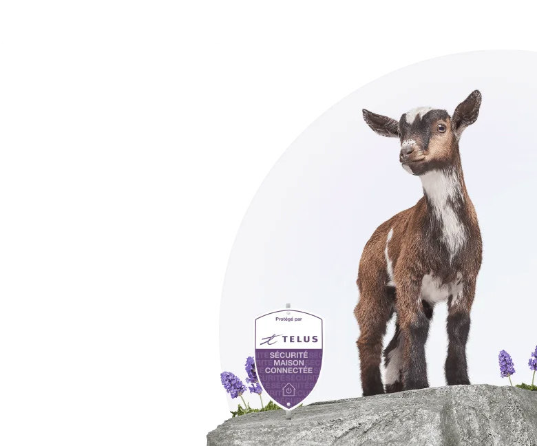 Une chèvre sur un éperon rocheux, avec le logo du bouclier de sécurité de TELUS