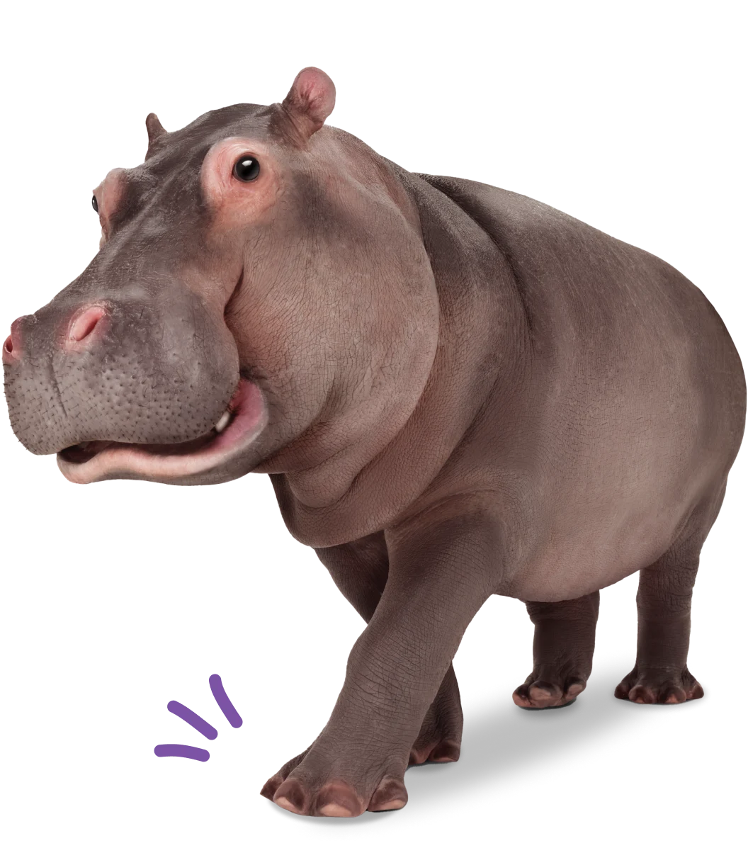 A hippo walking