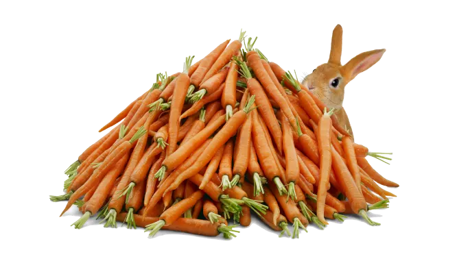 A pile of carrots lying in front of a rabbit.