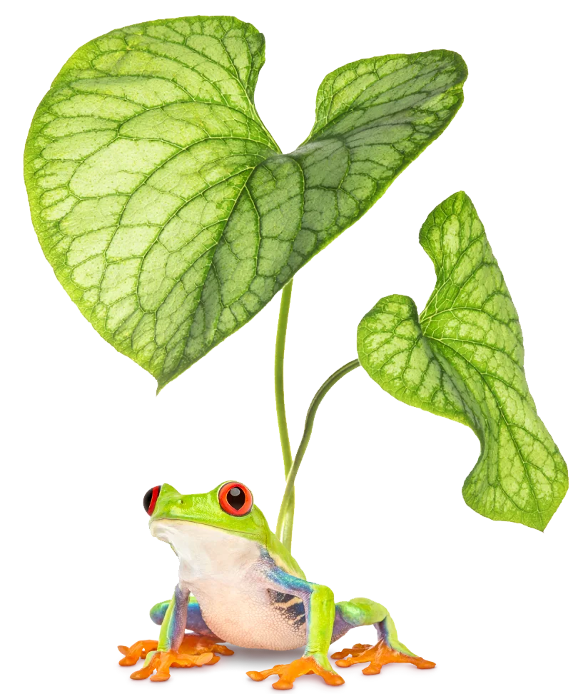 A colourful frog sitting peacefully in front of a green, leafy plant.