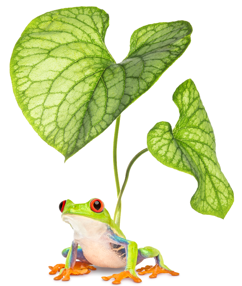 A colourful frog sitting peacefully in front of a green, leafy plant.