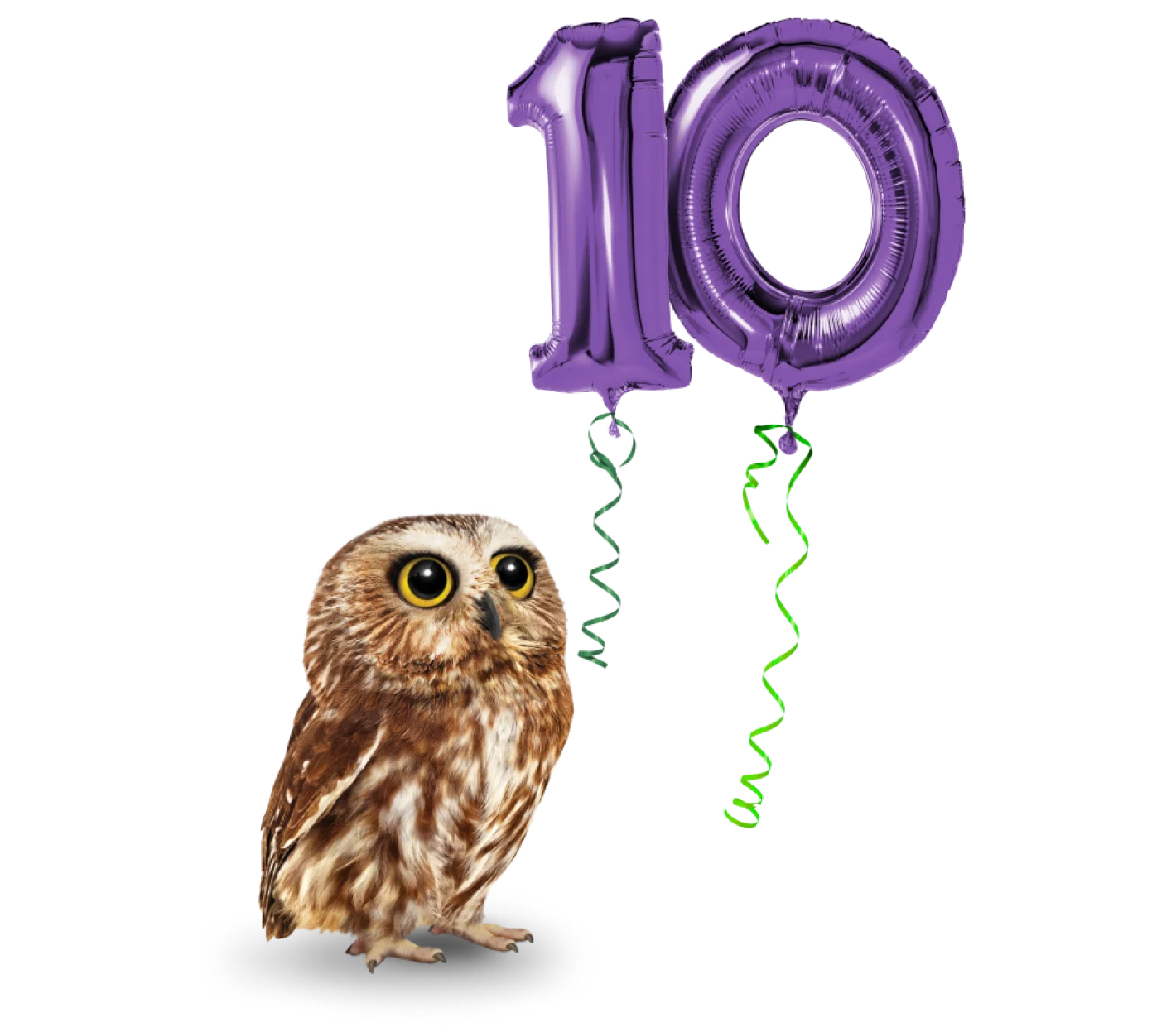 A saw-whet owl looking up at a pair of balloons in the shape of the number 10.