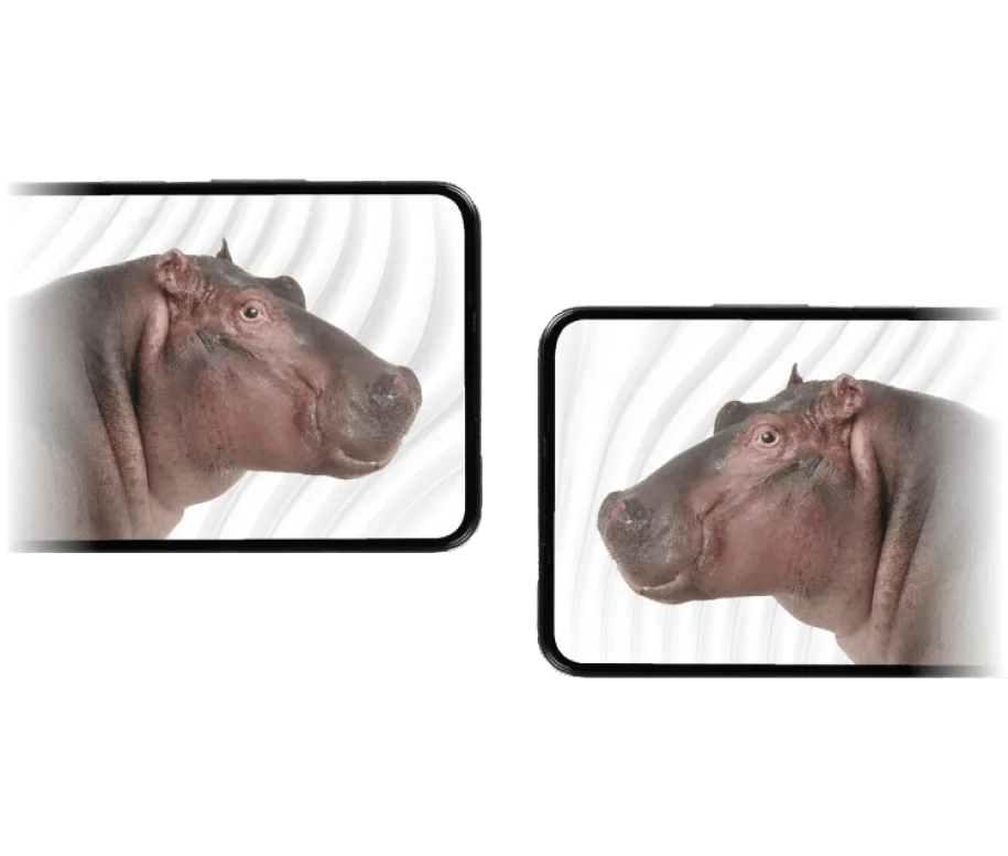  Two hippos facing each other on the screens of two smartphones