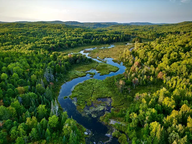 A reusable bag with trees on it