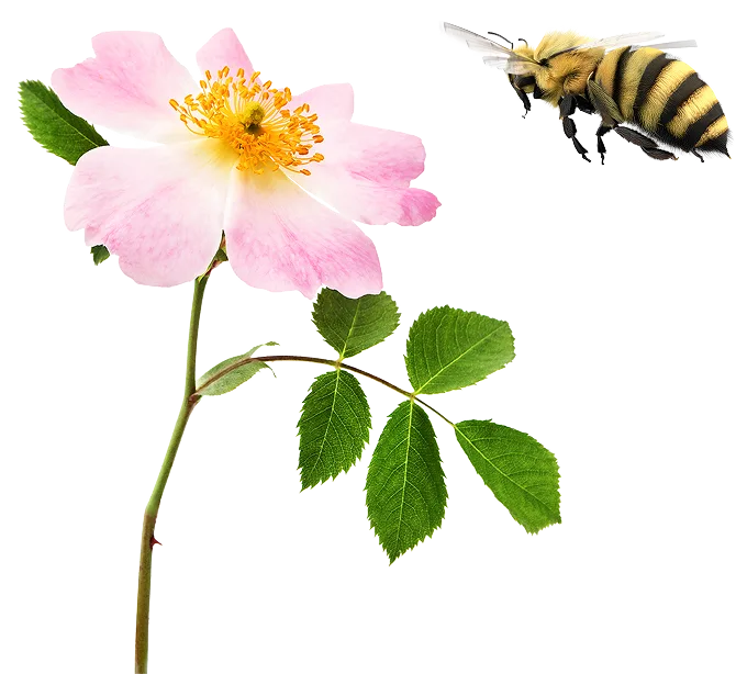 A bumblebee flying towards a flower.