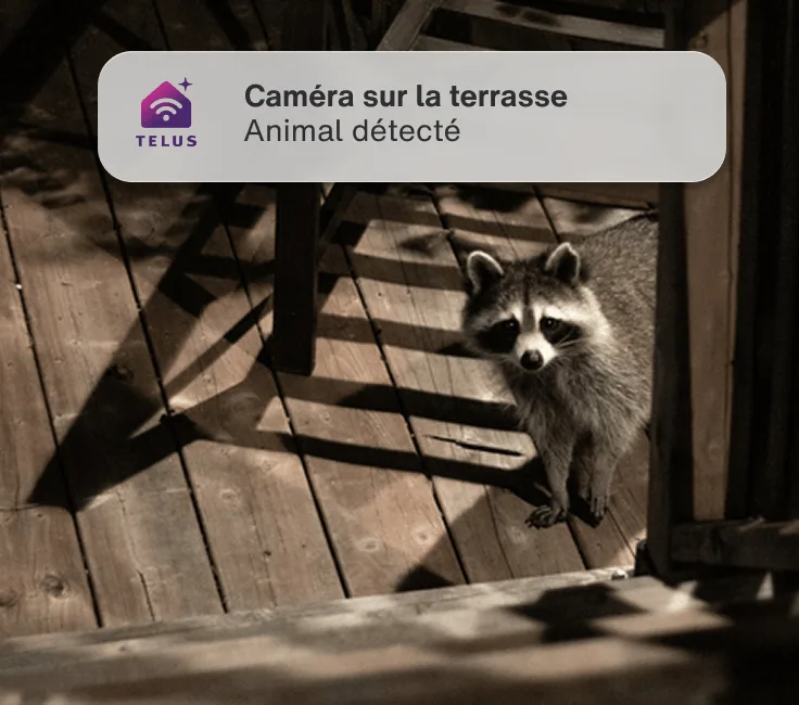 Une caméra d’extérieur filme un raton laveur. Une alerte de l'application indique : « Caméra sur la terrasse - Animal détecté ».