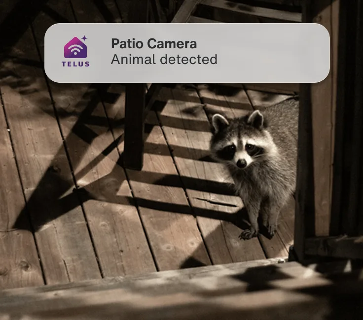 An outdoor camera highlights a raccoon. An app alert reads: “Patio Camera - Animal detected”