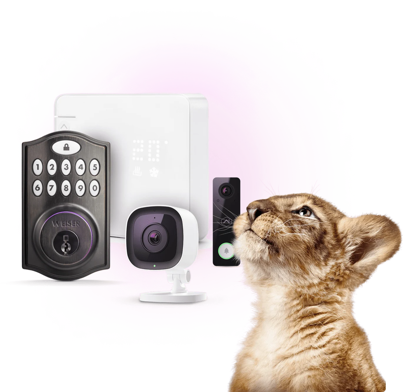 A lion cub looking towards TELUS SmartHome security equipment. 