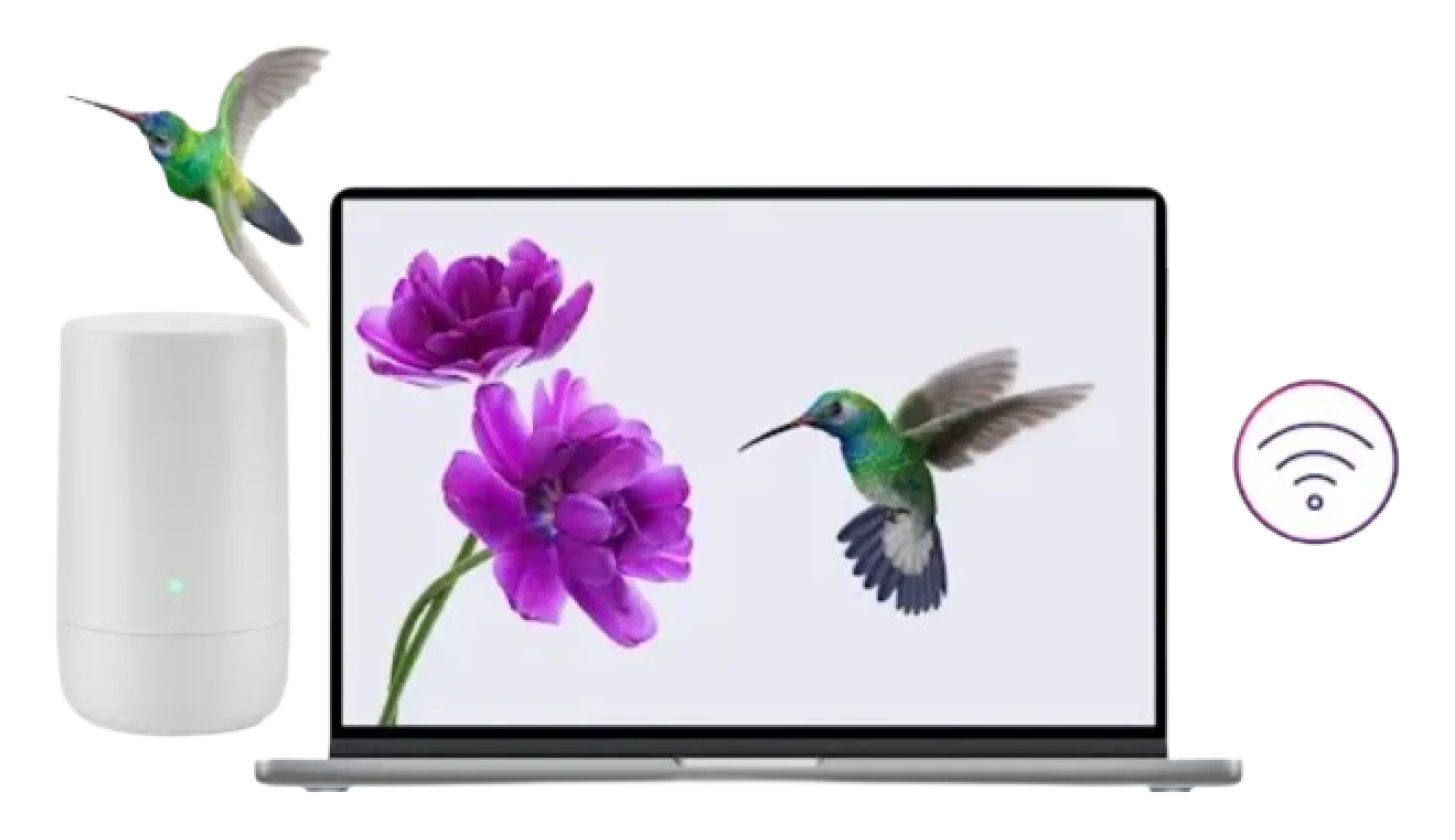 A laptop computer shows an image of a hummingbird and purple flowers. The laptop is surrounded by a TELUS modem, a flying hummingbird and a Wi-Fi symbol. 