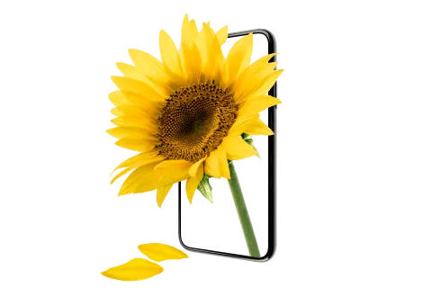 Un tournesol jaune en pleine floraison émerge d’un téléphone intelligent.