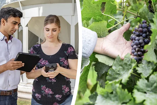 Two agricultural workers looking at a tablet alongside a close-up of a hand inspecting purple grapes on a vine