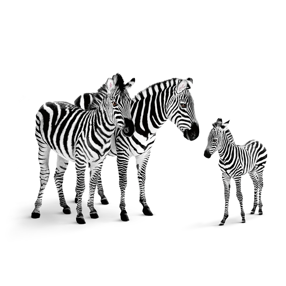 Une famille de zèbres.
