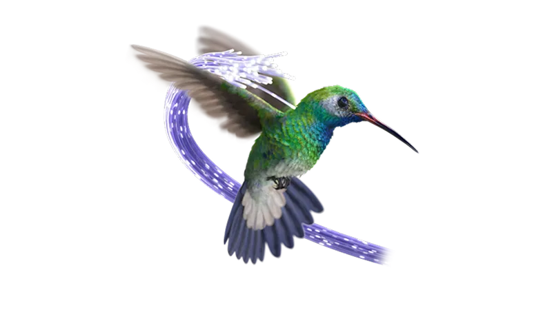 Humming bird