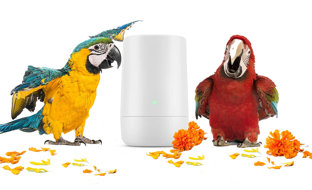 Deux perroquets à côté d'un modem TELUS.