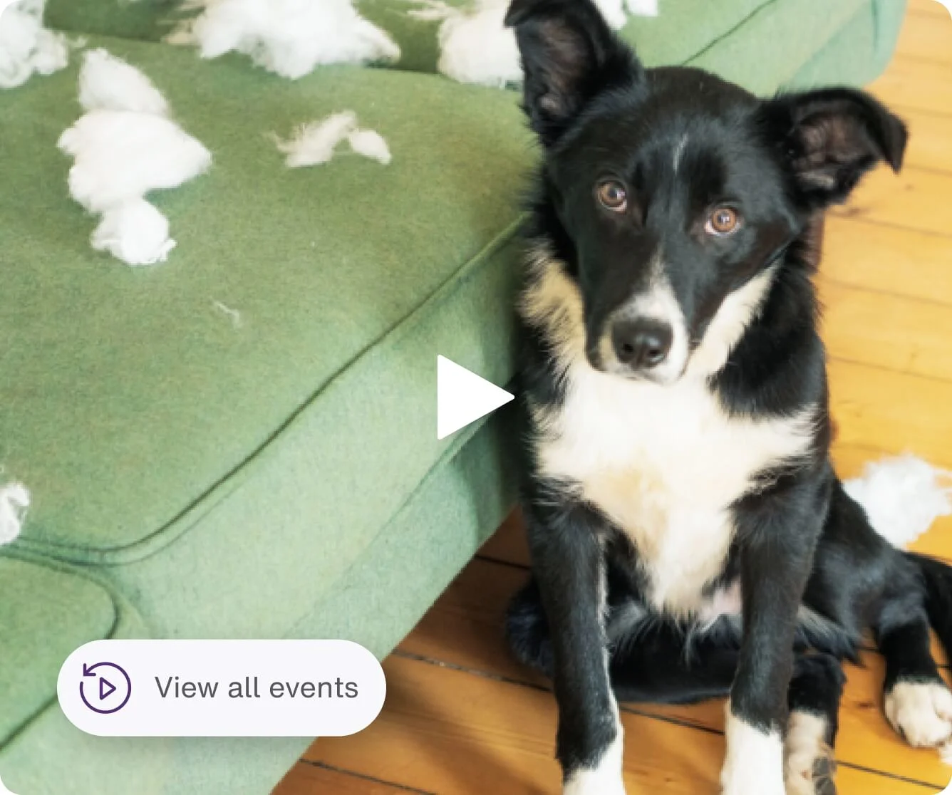 Black and white puppy sitting on green couch with app interface