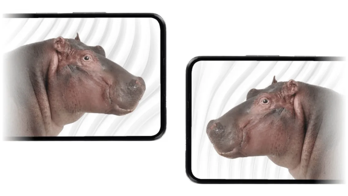  Two hippos facing each other on the screens of two smartphones