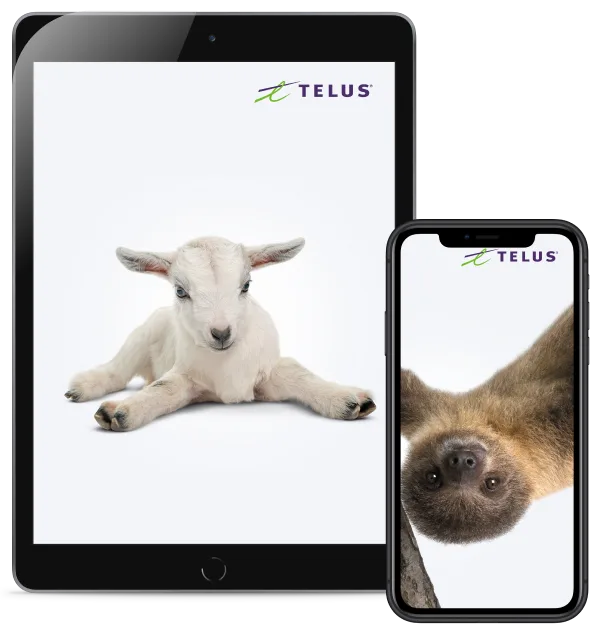 A tablet and a smartphone displaying TELUS calendar-inspired wallpapers; one of a baby goat and one of a sloth.