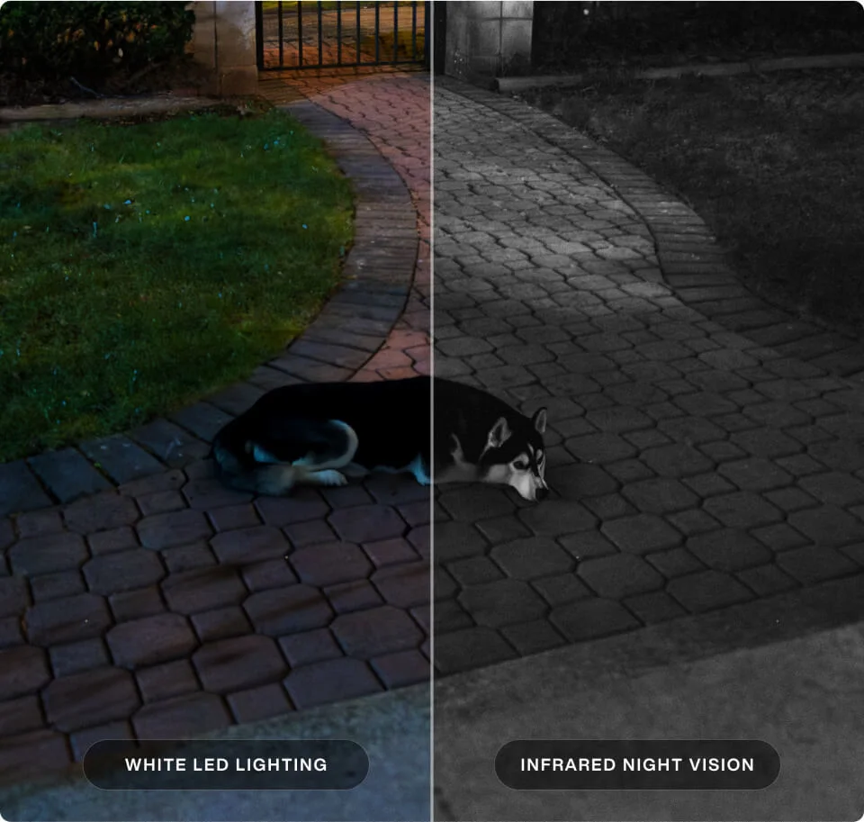 A dog lying in the yard is seen with white LED lighting and Infared Night Vision. 