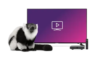 a TV with a lemur and a TV Box with control beside it.