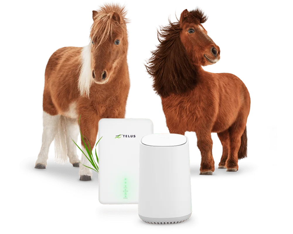 Two ponies standing behind TELUS Wireless Home Internet devices.