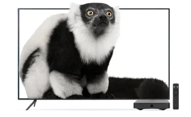 A lemur stares in awe from a stunning fifty-five inch Samsung Smart TV.