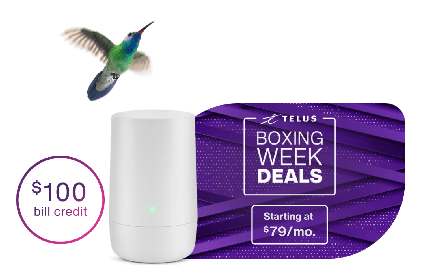 A hummingbird flying toward a TELUS modem. To the left, a roundel reads: $100 bill credit. To the right, a stamp reads: Boxing Week Deals. Starting at $79/month.