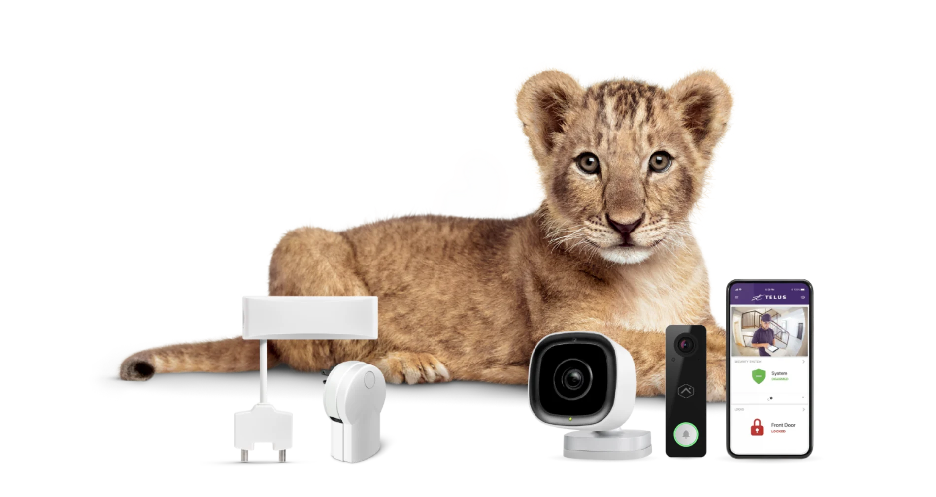 Un lionceau, animal-vedette de TELUS, se trouve aux côtés d’appareils de sécurité résidentielle.