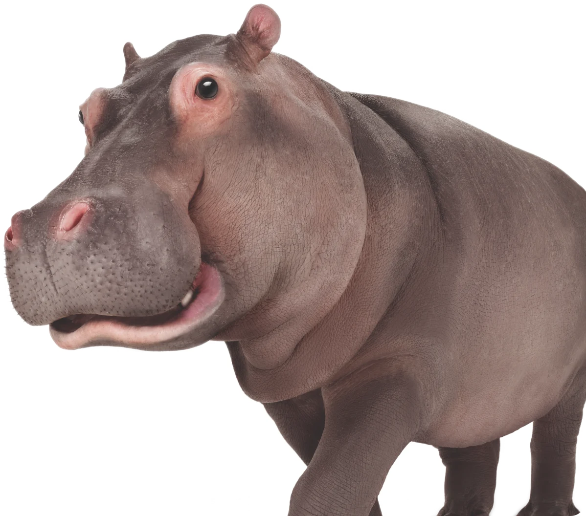 A TELUS hippopotamus. 