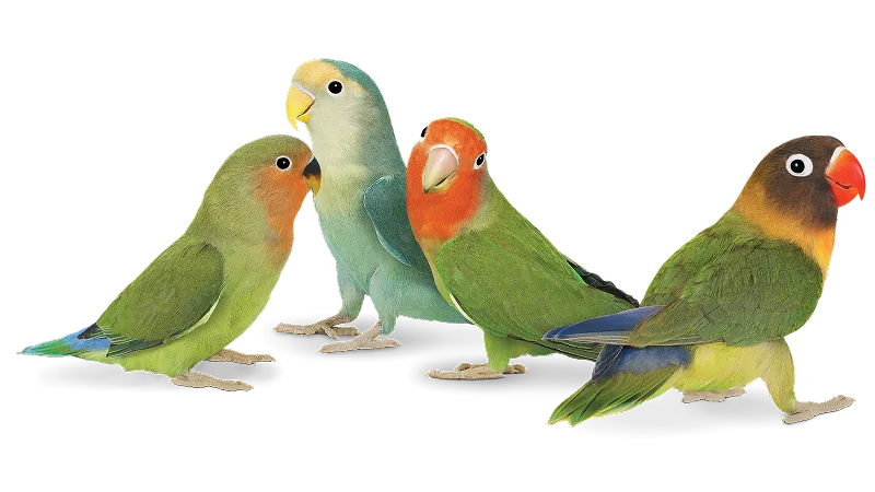 Four parrots standing in a group.