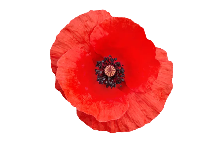 A red poppy flower.