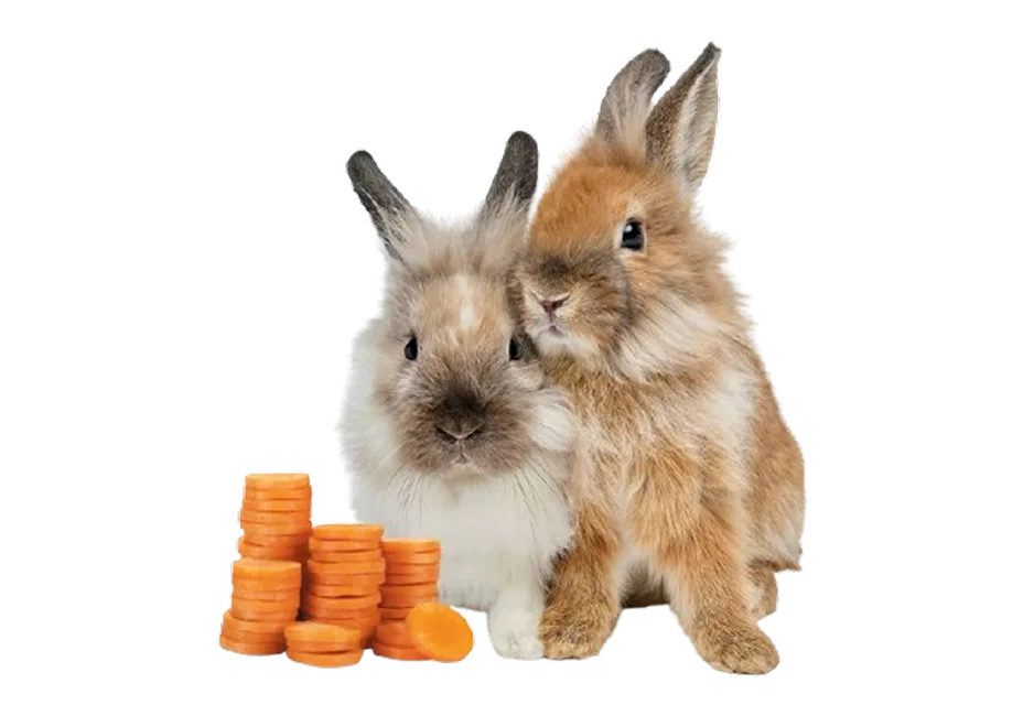Two bunnies snuggling behind stacks of coin-shaped carrot slices.