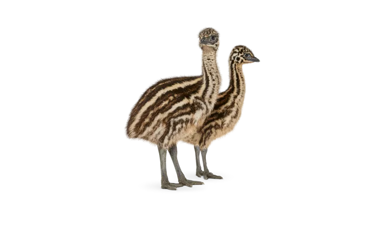 A pair of Emu chicks symbolizing our exclusive Bring-It-Back savings on brand-new phones.