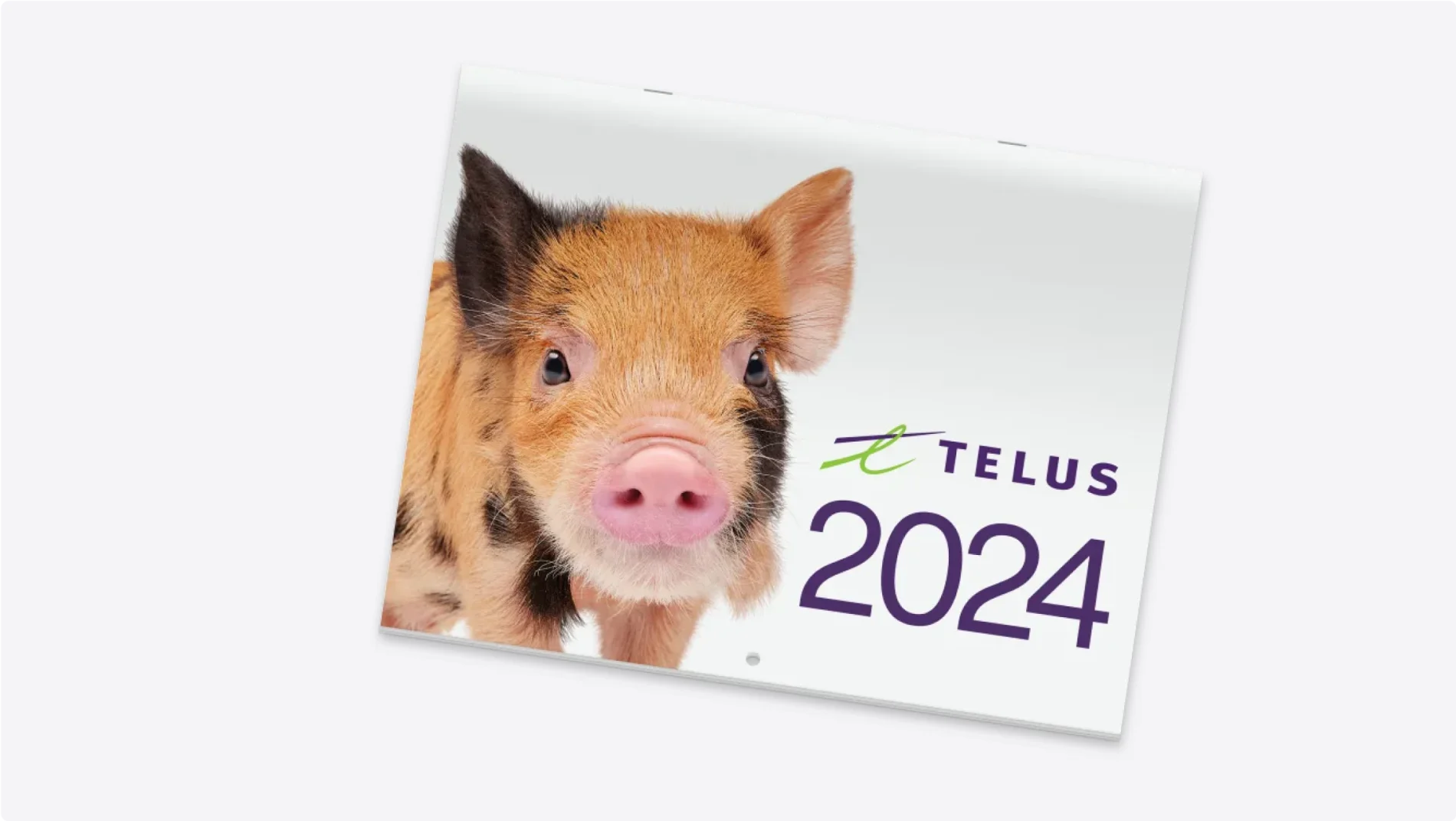 A paper calendar with a spotted orange and brown piglet on it. The calendar reads TELUS 2024.