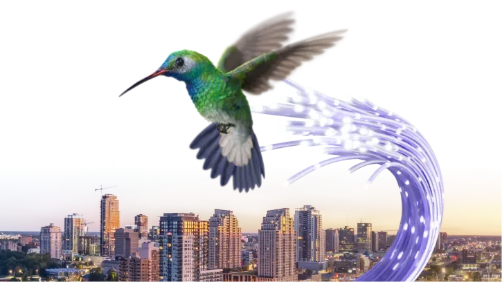 A hummingbird hovering over a cityscape with a blue fiber optic cable flowing behind it in its path.