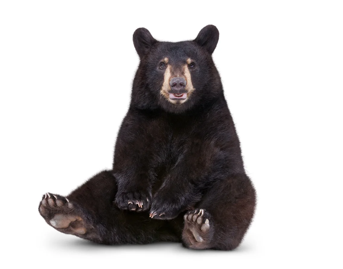 TELUS Critter - A black bear.