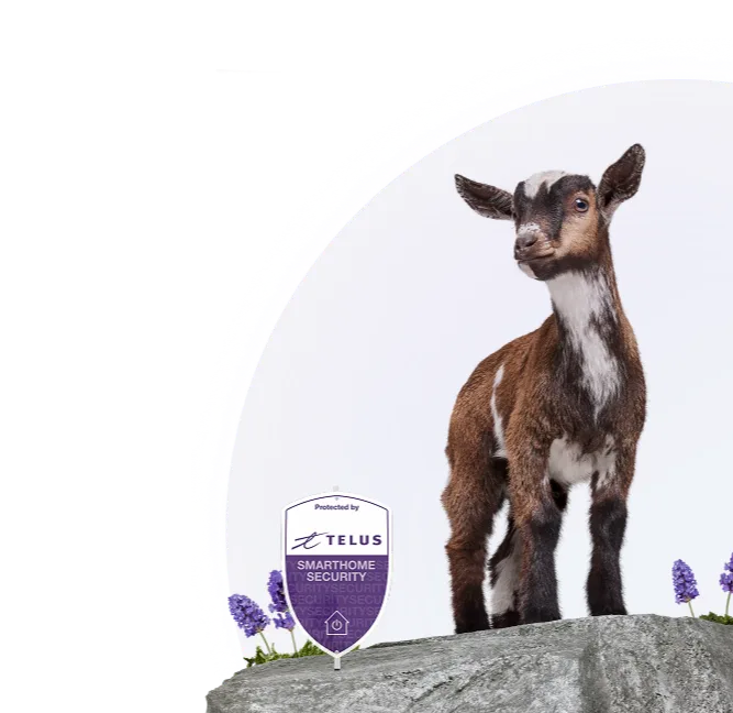 Goat standing on rocky outcrop with TELUS security shield logo