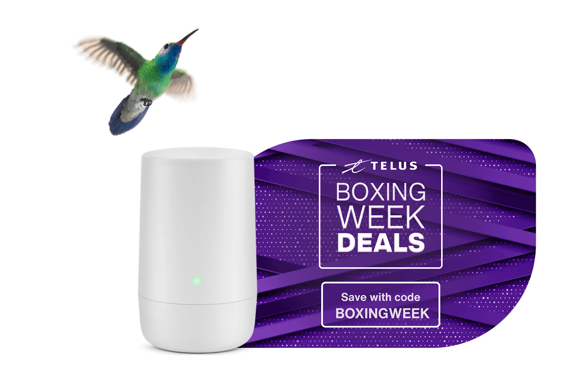 A humming bird hovering over a TELUS modem next to text that reads ‘Boxing Week deals’ and ‘Save with code BOXINGWEEK.’