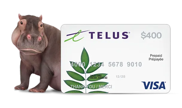 A hippo sitting next to a $400 prepaid Visa.
