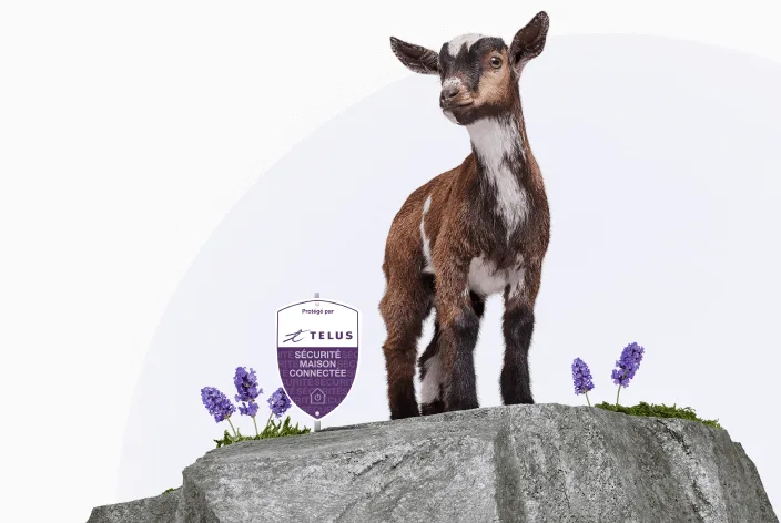 Une chèvre sur un éperon rocheux, avec le logo du bouclier de sécurité de TELUS