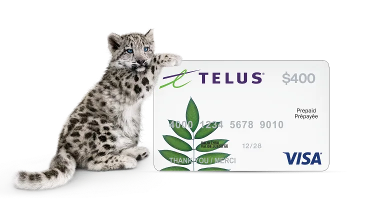 A polar bear standing next to a $400 Visa Prepaid card.