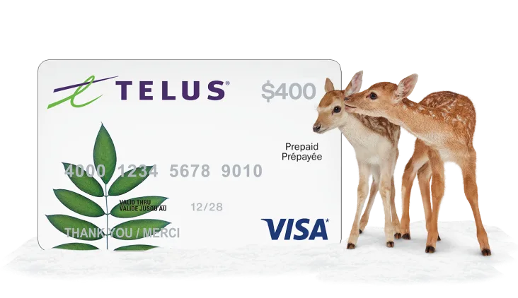 A polar bear standing next to a $400 Visa Prepaid card.