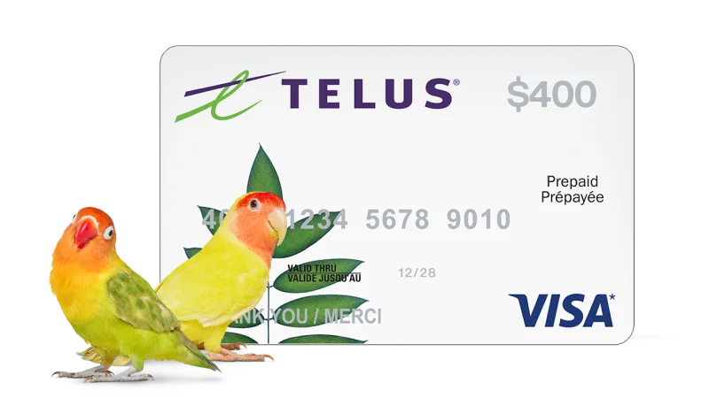 A polar bear standing next to a $400 Visa Prepaid card.