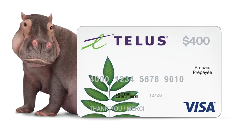 A polar bear standing next to a $400 Visa Prepaid card.