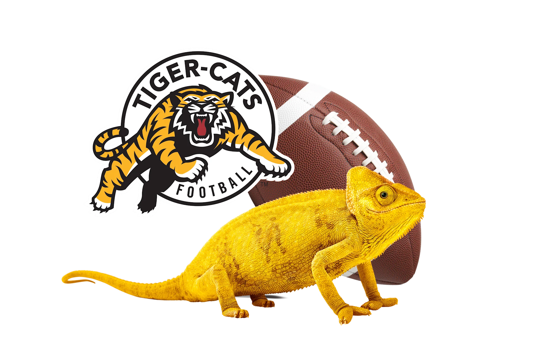 Hamilton Tiger-Cats Football team logo alongside a football and a bright yellow chameleon