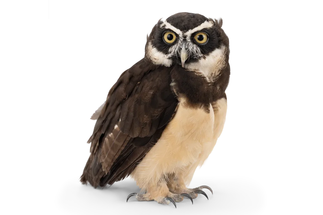 Une image du hibou animal-vedette de TELUS.